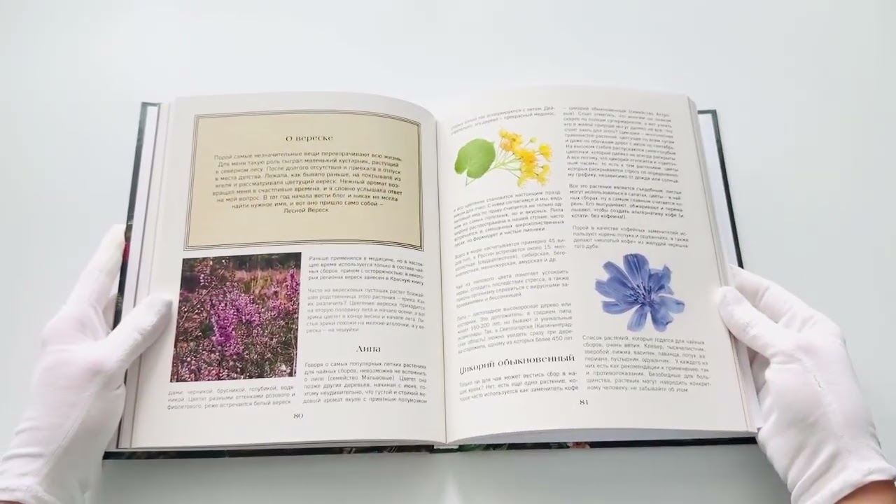 Книга Тайная жизнь леса. Русская природа в фактах и зарисовках (Наталья Савилова) — 3