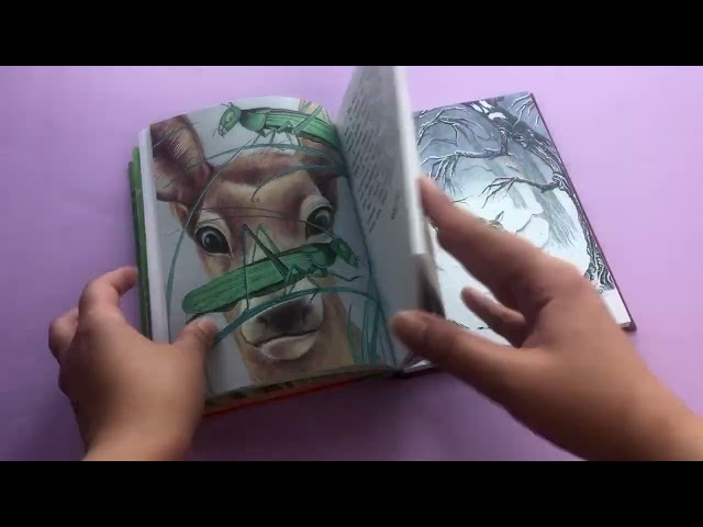 Книга Бемби (ил. М. Митрофанова) (Феликс Зальтен) — 3
