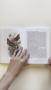 Бабочки! Маленькая энциклопедия. Обаятельная книжка о красивом существе — 3164057 — 3
