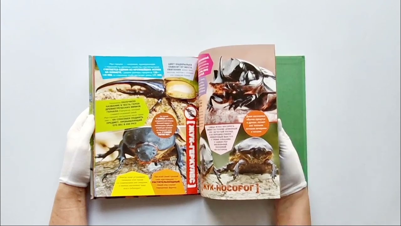 Книга Большая энциклопедия о насекомых. 500 фотографий и фактов (Анна Спектор) — 3