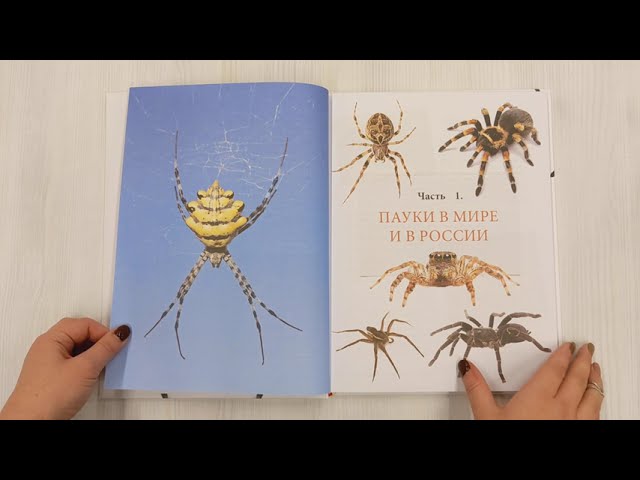 Книга Пауки: познавательная иллюстрированная энциклопедия для всей семьи (Людмила Семенова) — 3