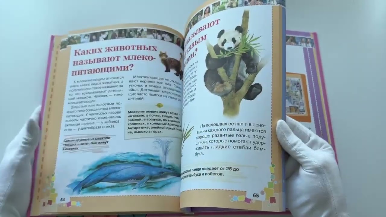 Книга Первая энциклопедия для девочек (Елена Чайка, Дарья Ермакович) — 3