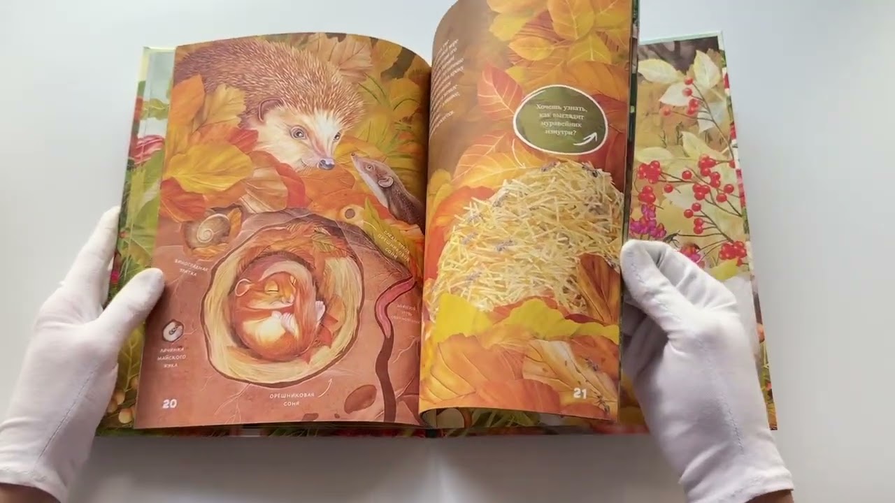 Книга Секреты осеннего леса. Визуальная энциклопедия (Яна Вальчик) — 3