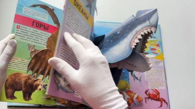 Книга Животные (3D-энциклопедия с большими объемными pop-up фигурами, подвижными элементами и раскладывающимися панорамами. Подарочное издание) (Дэвид Хокок) — 4