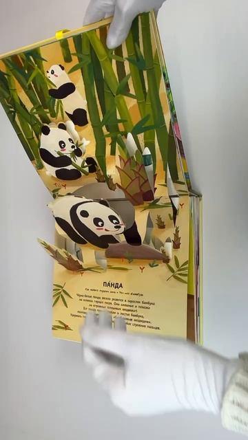 Книга Животные. Pop-up панорамка с крупными буквами () — 3
