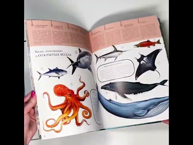 Книга Подводный мир: Исследуй 15 различных акваторий Земли (Александр Кауфман) — 3