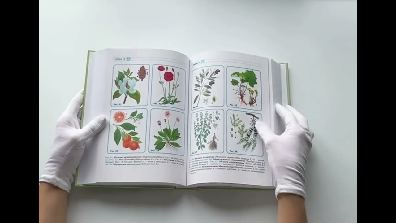 Книга Травник. Энциклопедия лекарственных растений (Геннадий Непокойчицкий) — 3
